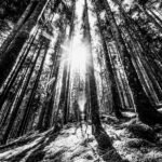 paisagens-dramaticas-com-arvores-altas