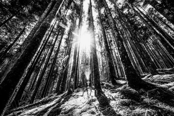 paisagens-dramaticas-com-arvores-altas